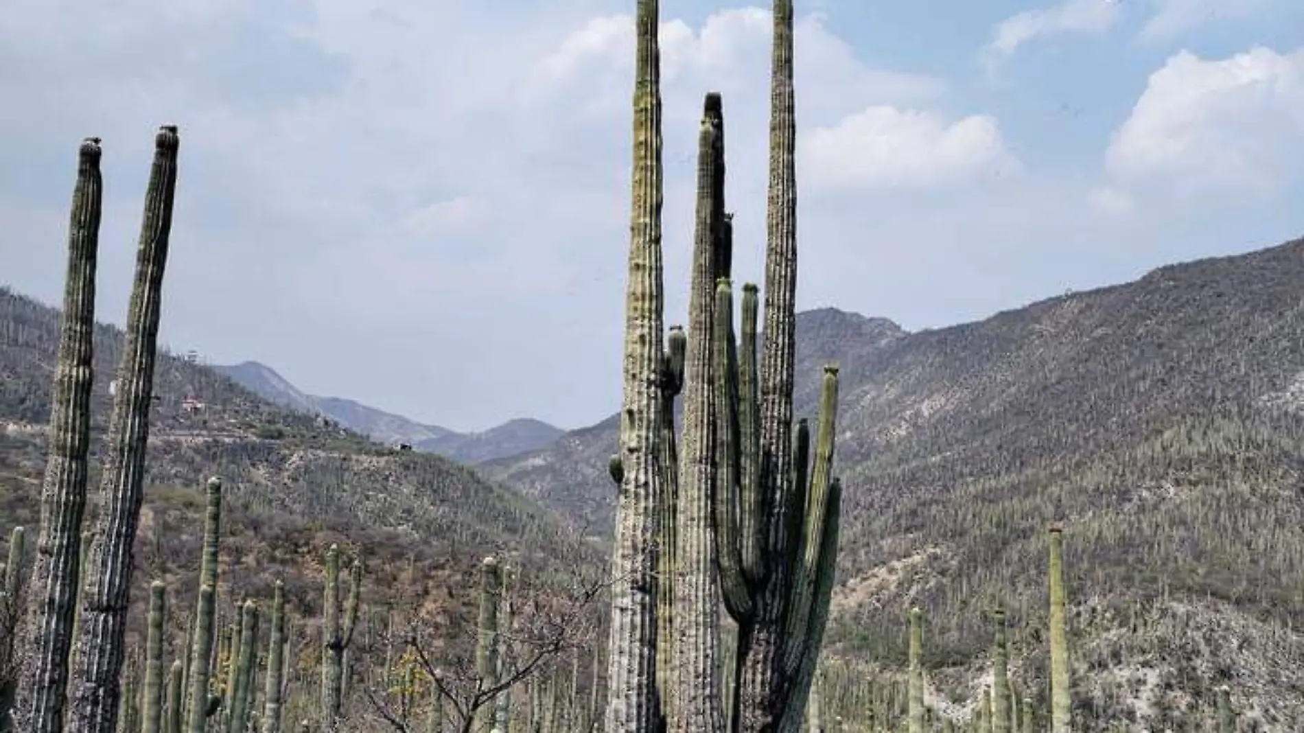 Tetechas, el platillo exótico de Zapotitlán Salinas
